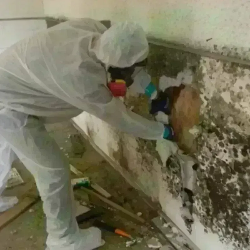 Mold Remediation and Removal in Harlingen, TX